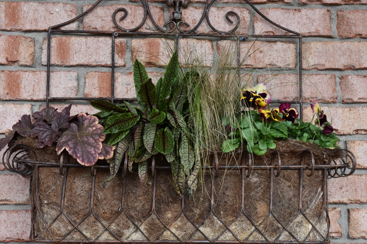 Container Gardening Windyhill Daylily Garden