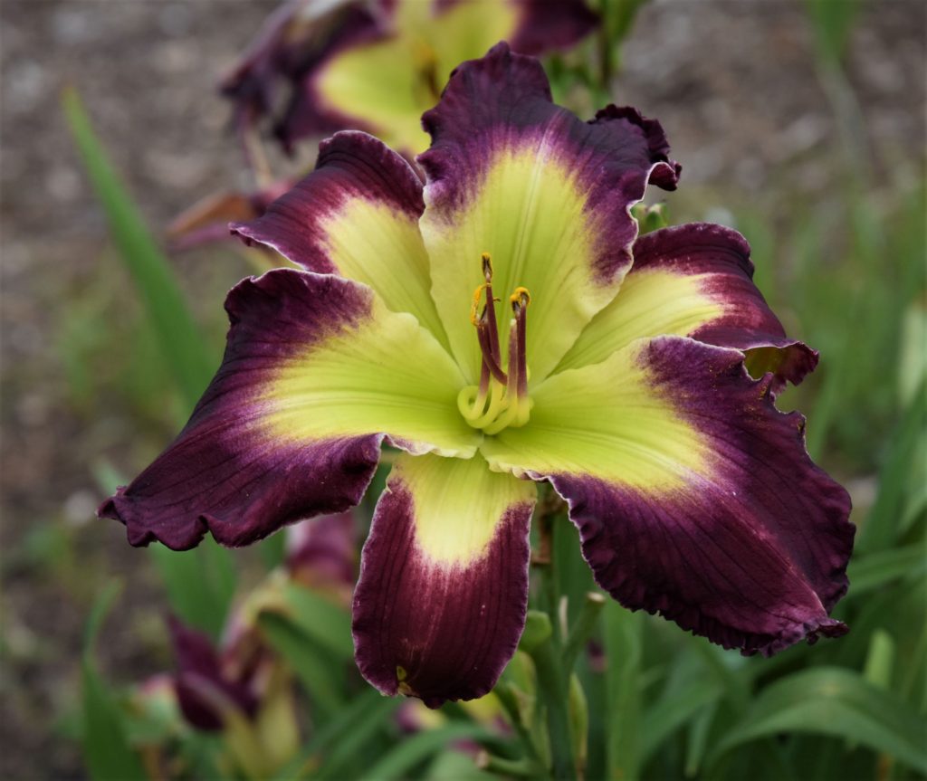 Future Intros and Seedlings – Windyhill Daylily Garden